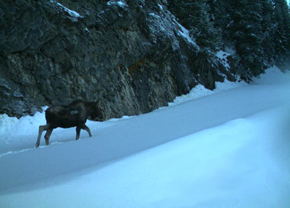 A large brown moose walking on a snow-covered mountain road.