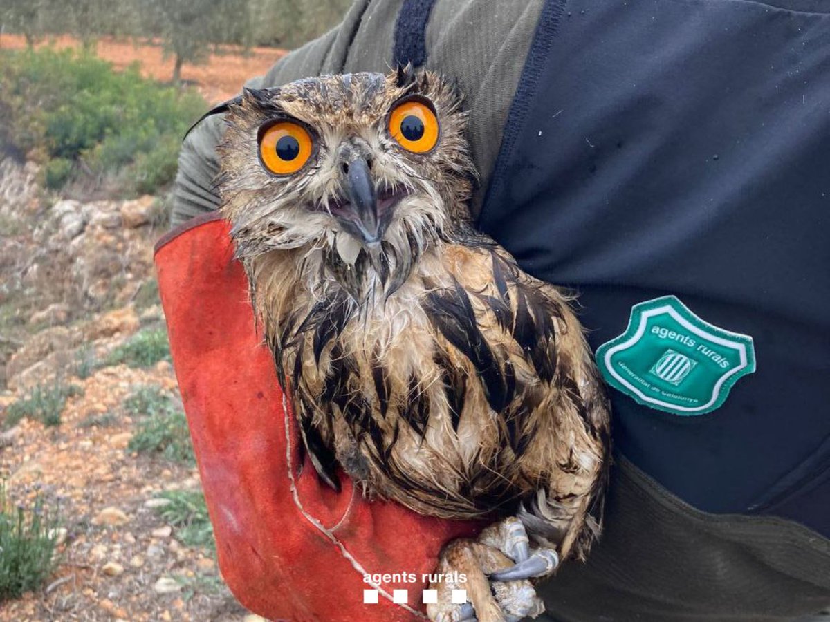 agentsruralscat's tweet photo. Rescatem un duc (Bubo bubo) que estava atrapat dins d'una bassa a la Bisbal del Penedès (Baix Penedès) i el traslladem a #CentreFauna.

Efectius @bomberscat #EPAF i #GRAF que feien el manteniment d'accessos a la bassa ens han alertat i col·laborat per facilitar-nos-hi l'accés. https://t.co/t5MyMwWwxJ