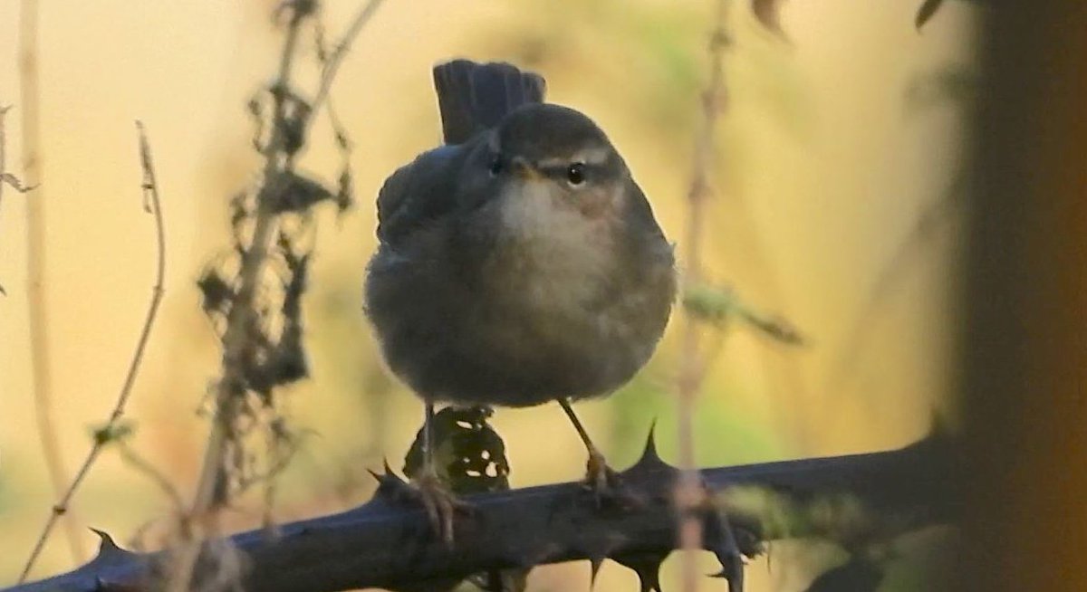 rojobus's tweet photo. Dusky Warbler showing well at Bradford-on-Avon lunchtime. Very helpfully calling a lot https://t.co/6jldOzZOGF