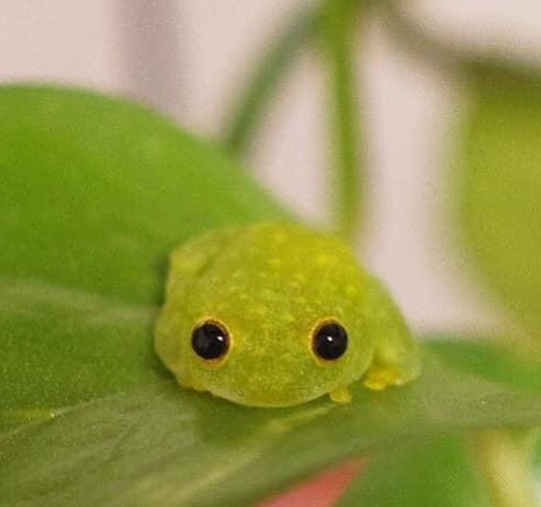 Man i Love Frogs
