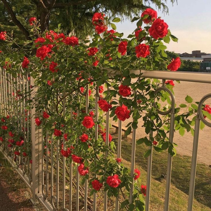 the powerful beauty of red flowers;