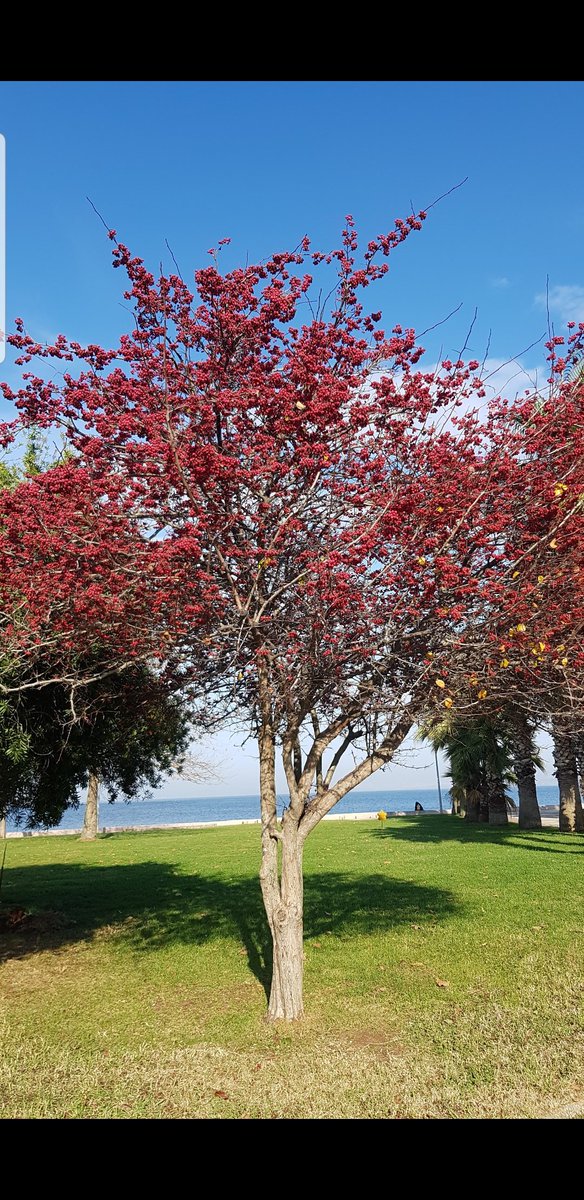Peyami Safa'nın da dediği gibi : "Ağaçların bile sıhhatine imrenerek yürüdüğüm zamanlar oldu."