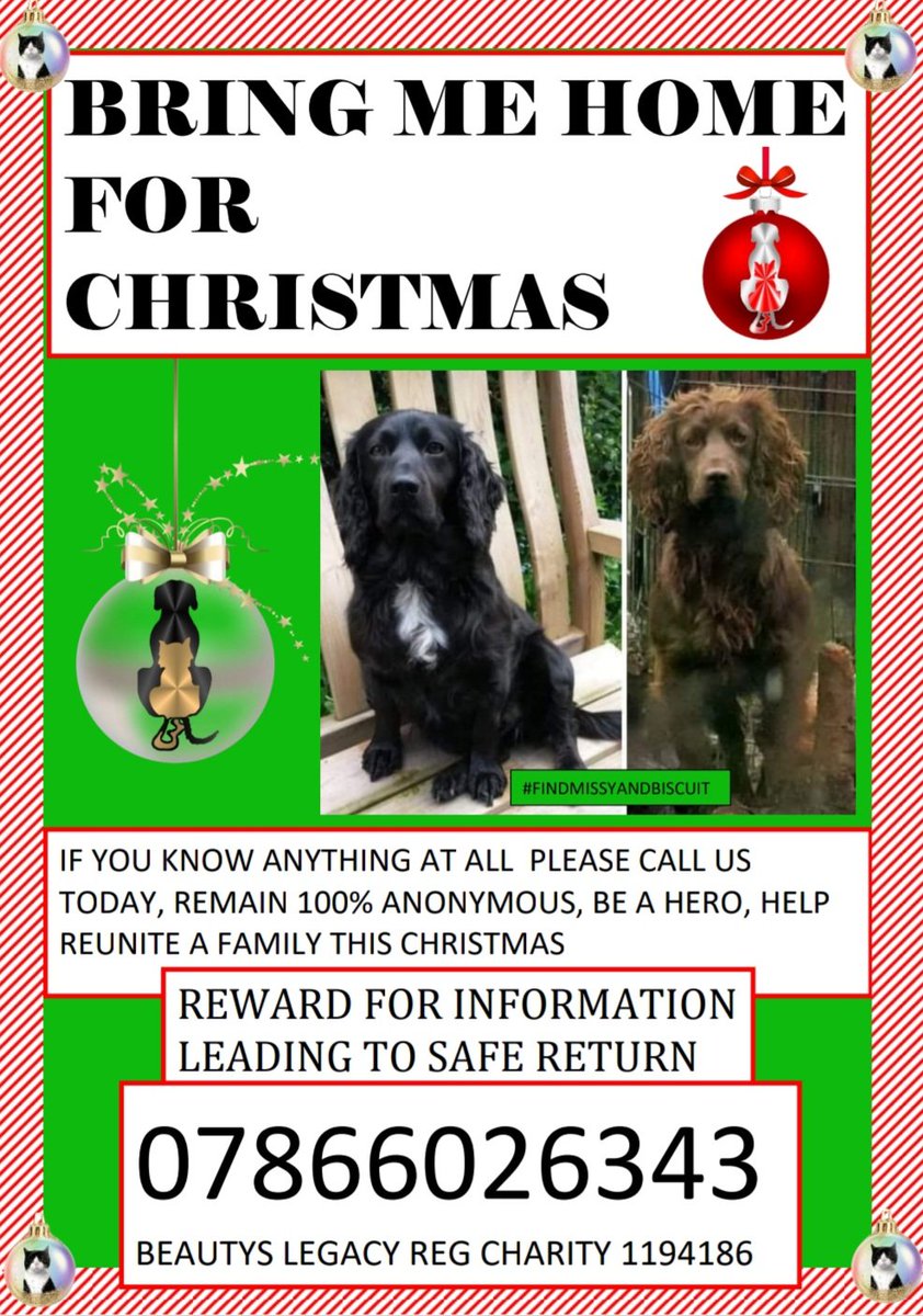 🎄DAY 8 OF OUR ADVENT CALENDAR🎄 

🎅PLEASE SHARE FAR AND WIDE FOR MISSY AND BISCUIT 🎅 
Cocker spaniels stolen on 05/03/21 from their home in Brewood Staffs ST19
Praying for a Christmas Miracle for the girls🙏 
#bringmehomeforchristmas #findmissyandbiscuit #findthemforjoseph