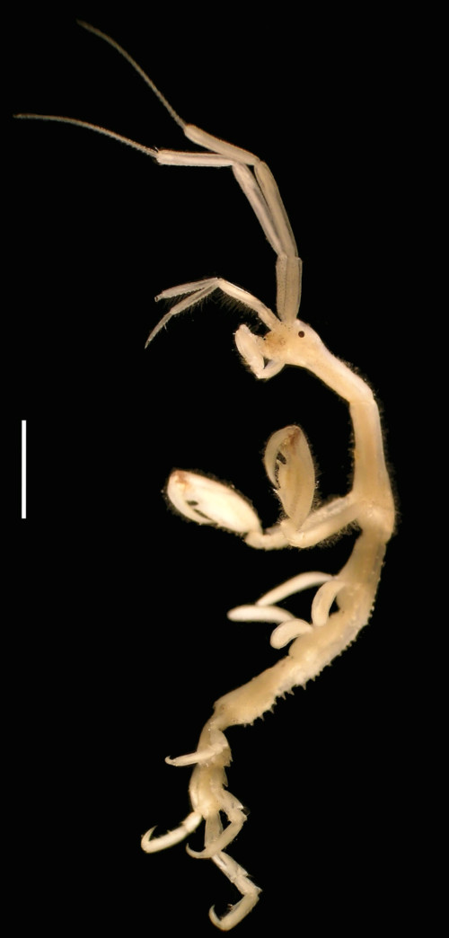 SERCinvasions's tweet photo. #25DaysofCrustmas Day 8
Looking for the perfect #crustmas tree topper? This #caprellid (Caprella mutica) would look lovely atop any tree! Caprellids are often found clinging to vegetation, bryozoans, hydroids, & other structures--imagine it clinging to your tree!ππ€ π·@GvAshton1 https://t.co/8GKiNG7xVs