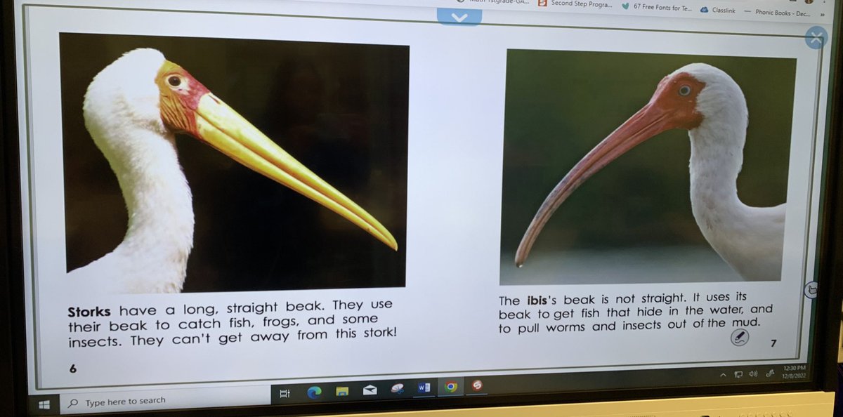llombardi2009's tweet image. Which beak is best?! @PLTWorg We had so much fun investigating which beak (tweezer, spoon, or clothespin) would pick up the most food! Animal Adaptations in ACTION! 🐦🐧🐤🐔@DentonDucks @DentonAvenueAP #pltw #steam #Engineeringanddesign