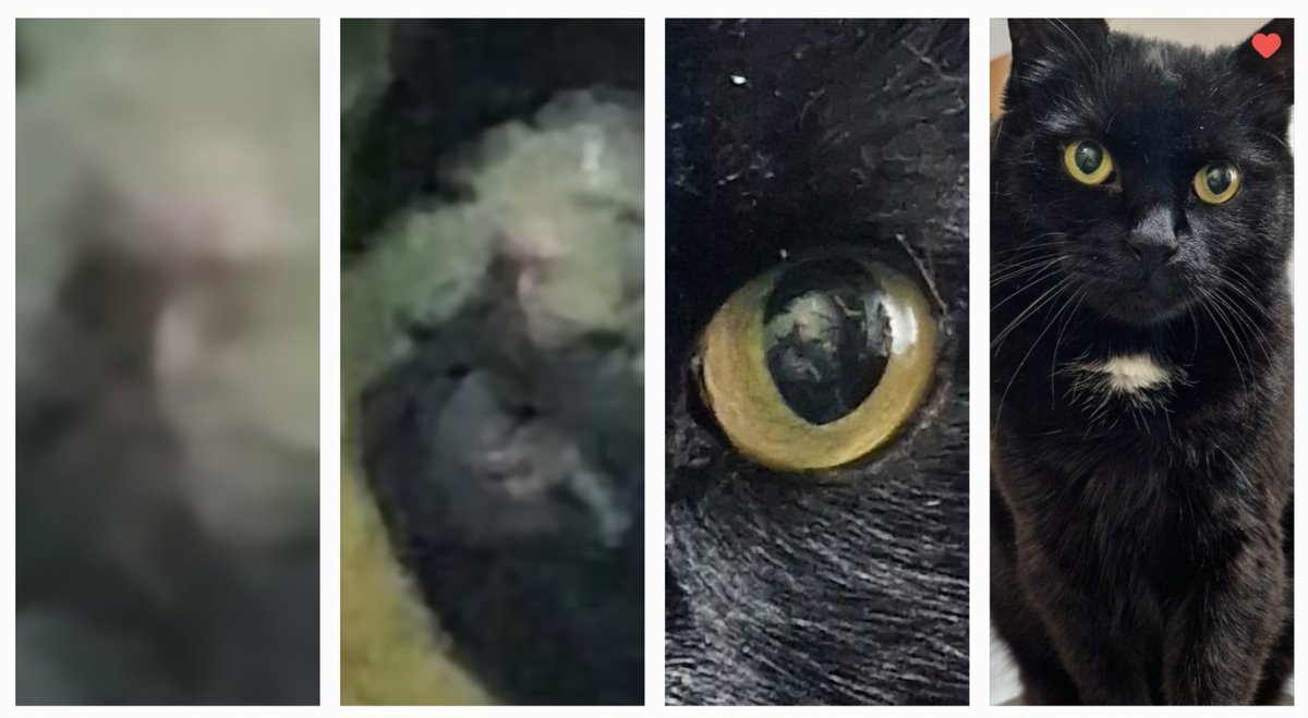 TheTweetOfMod's tweet photo. I do love this photo of me ❤️
But check out the reflection in my eye! 👁
#BlackCatsOfTwitter #CatsOfTwitter #Zoom https://t.co/maL9g8hfkX