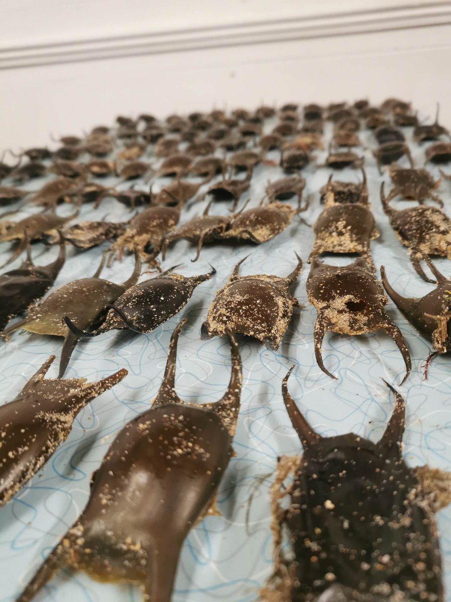 🦈 These are egg cases of sharks and skates! Once empty they often wash up on the beach
 
🦈 We then check out which ones we find and then record them with <a href="/SharkTrustUK/">The Shark Trust</a>

🦈 Sometimes we find one which hasn't reached full maturity like this

#IAmABeachGuardian #GreatEggcaseHunt