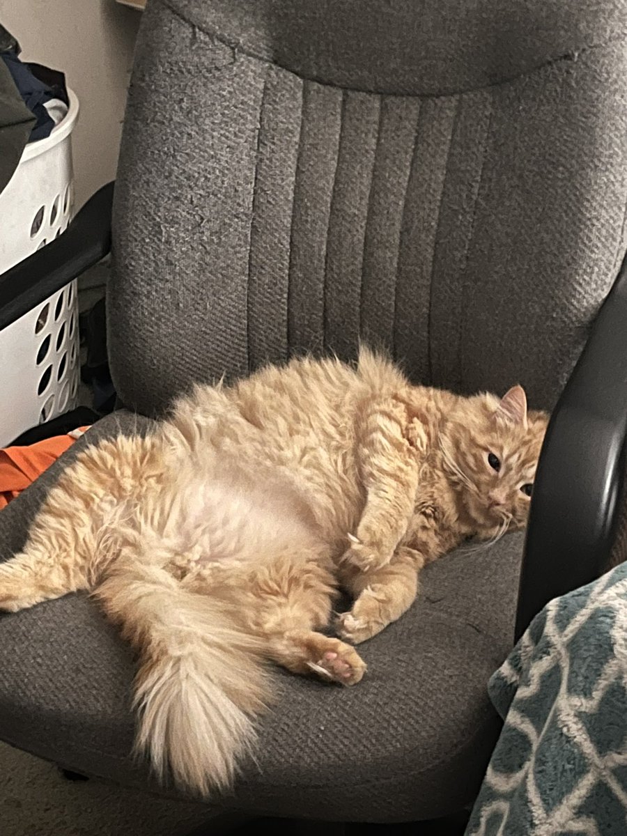 So my birthday is coming up and I’d like to see if anybody would love to donate to a non-profit cat rescue? This rescue places where I got Quill, let me know and I will set up the cash app for them. #nonprofit #Birthday #bestgiftever #catrescue