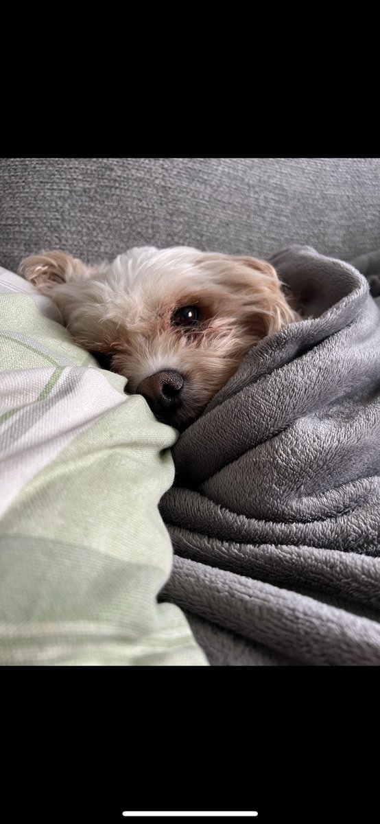 emilydavis0701's tweet image. Sleep tight my beautiful little Belle, I will miss you forever 💔