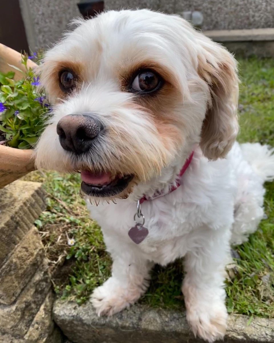 emilydavis0701's tweet image. Sleep tight my beautiful little Belle, I will miss you forever 💔