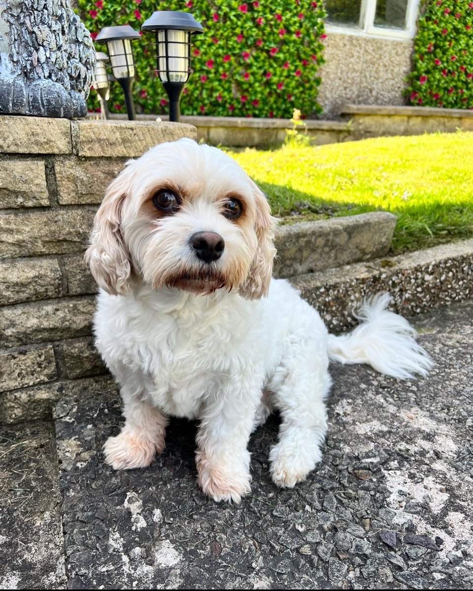 emilydavis0701's tweet image. Sleep tight my beautiful little Belle, I will miss you forever 💔