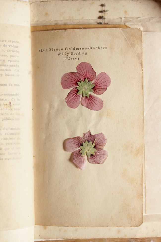 softdeIicacy's tweet photo. dried flowers &amp; old paper; a beautiful match. https://t.co/sgIS3jUxBw