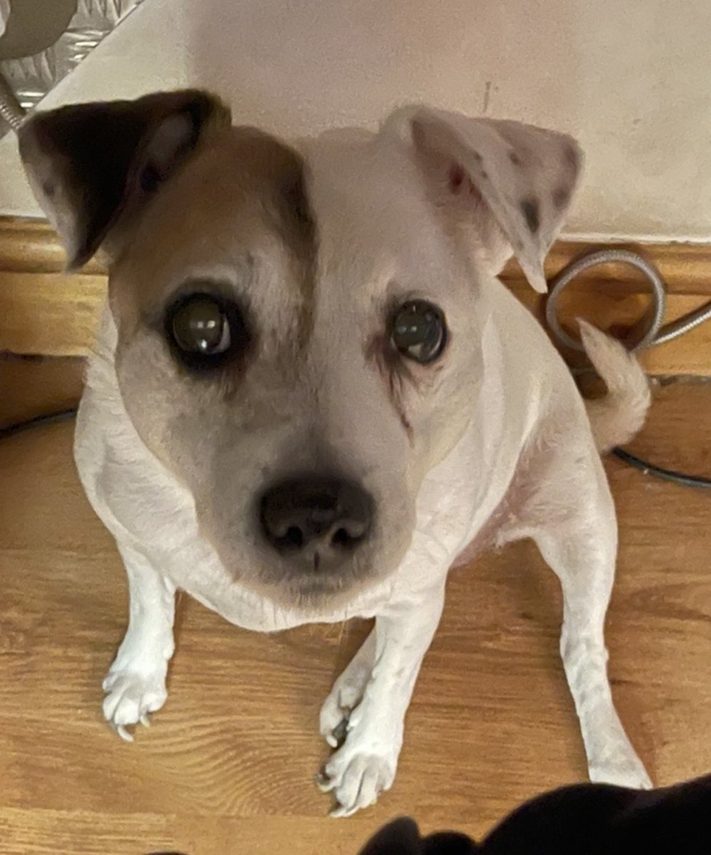 RealConnorBird's tweet image. RIP to my best friend of 14 years, I loved you with my entire being. Rest well Meg, I’ll miss you always ♥️