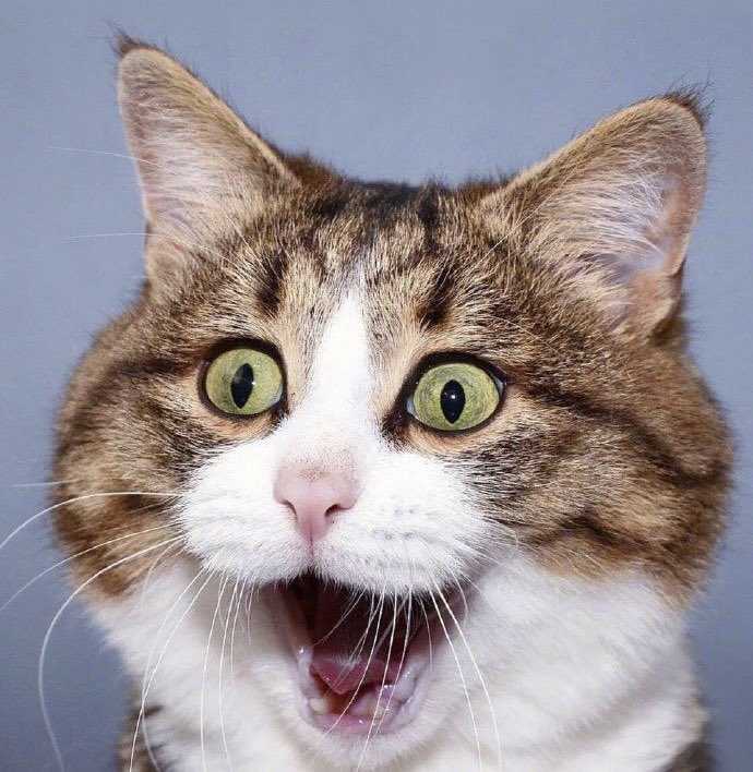 aussiekk's tweet photo. Me after my editor reiterated how much she loves my writing––how I stitched together such a fraught story. After years doubting I could ever be a published author, I can’t tell you how reaffirming this is. #debut #NewBook #turtlewriter #WritingCommunity https://t.co/8Fl05apio5