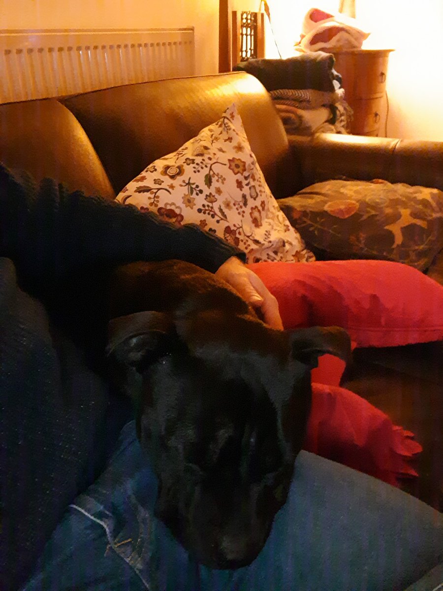 Busy day playing with my buddies at doggy daycare. Time for a snooze on my beardy human  #DogsofTwittter #staffys #snooze