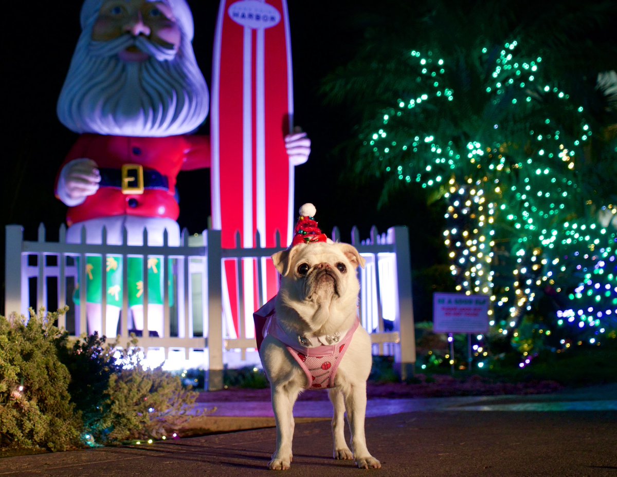 ‘I Knew It, He’s A Surfer!!!
BTW It’s My Gotcha Day! 
Happy Gotcha Day To Me!’🎅🏄‍♂️❤️💚❤️💚
#surfingsanta #gotchaday 
#happygotchaday #santa #danapoint #tistheseason #santasurfs #surfdog #surfgidgetthepug #whitepug #lovemydog #bestfriend #pugspugspugs #pugsdaily #pug