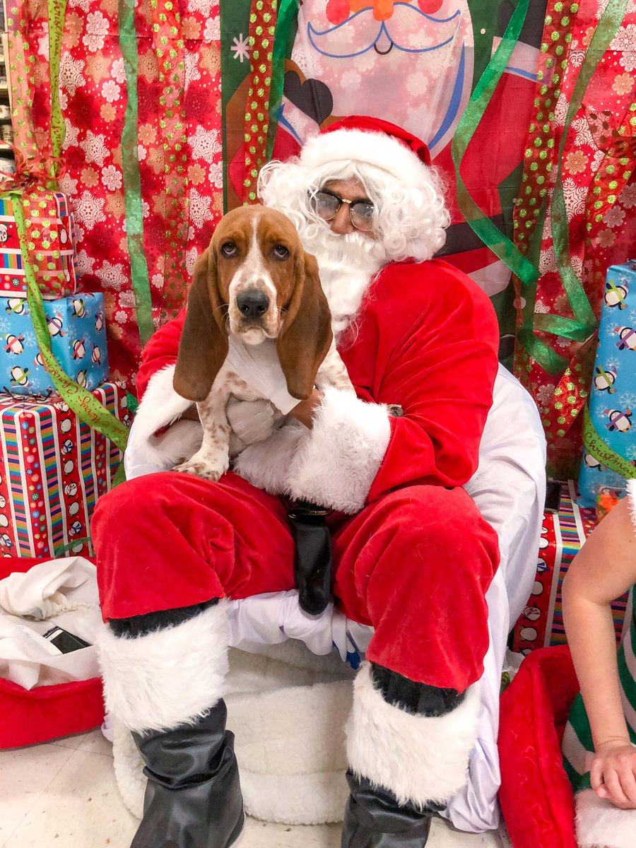 ElmerTheBasset's tweet photo. Throwback to my first encounter with Santa and the first time I lied in order to get presents 🎁 #naughty #nice #santaslist #checkittwice #santa #santaclaus #holiday #hohoho #tistheseason https://t.co/CH07IhDBPN