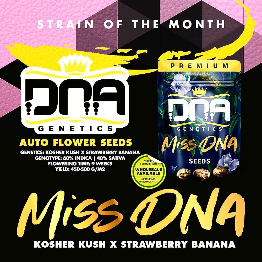 DNAGenetics's tweet photo. What do you get when you cross #DNAGenetics #Kosherkush and #Strawberrybanana together? If you guessed #MissDNA you were correct, and she happens to be our strain of the month over at https://t.co/EkUzwbyRaI. https://t.co/O0dwa0wory