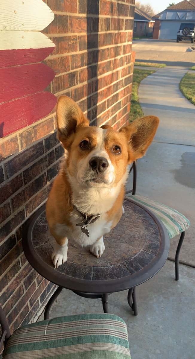 TechAthletics's tweet photo. 🐶 Copper 🐶

"He loves to watch Mark Adams and the Red Raiders!! He watches every basketball game and tells me his favorite player is KJ Allen!"

🧵 20/20 https://t.co/vrQ6pxTdZw