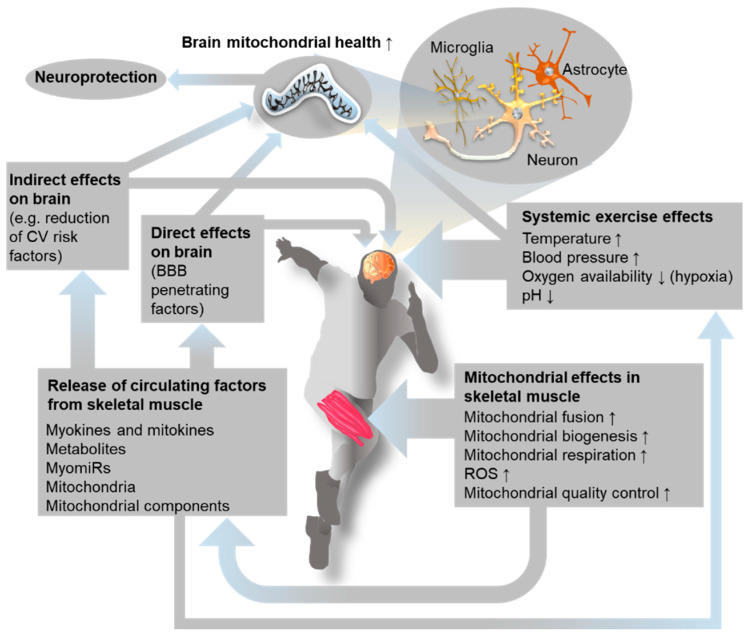 Máster Ejercicio Terapéutico (@msterapiactiva) on Twitter photo El Ejercicio produce modificaciones trascendentales en la mitocondria cerebral generando neuroprotección imprescindible para un envejecimiento saludable. El #EjercicioTerapeutico es Clave!!! <a href="/MSterapiactiva/">Máster Ejercicio Terapéutico</a> <a href="/BlanquernaFCS/">Blanquerna FCS</a>
ncbi.nlm.nih.gov/pmc/articles/P… El Ejercicio produce modificaciones trascendentales en la mitocondria cerebral generando neuroprotección imprescindible para un envejecimiento saludable. El #EjercicioTerapeutico es Clave!!! <a href="/MSterapiactiva/">Máster Ejercicio Terapéutico</a> <a href="/BlanquernaFCS/">Blanquerna FCS</a>
ncbi.nlm.nih.gov/pmc/articles/P…