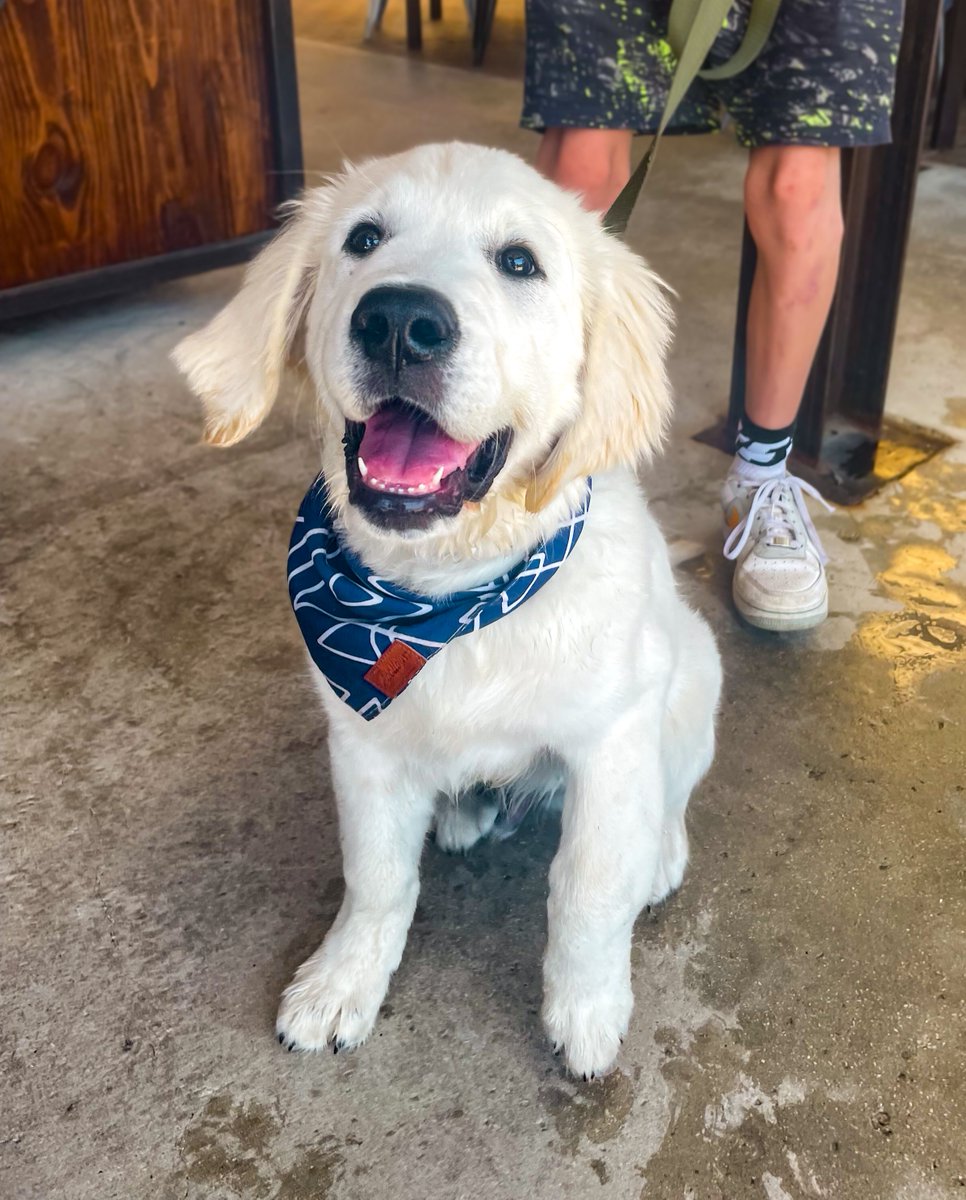 MuckandFuss's tweet photo. How we're feeling about this perfect patio weather. 😄☀️

Bring your pup by and enjoy the beautiful day together. We'll have Ranger's Special for all of the good boys and girls + Happy Hour from 3 - 6 PM for the humans. https://t.co/lSGdcZoJjs