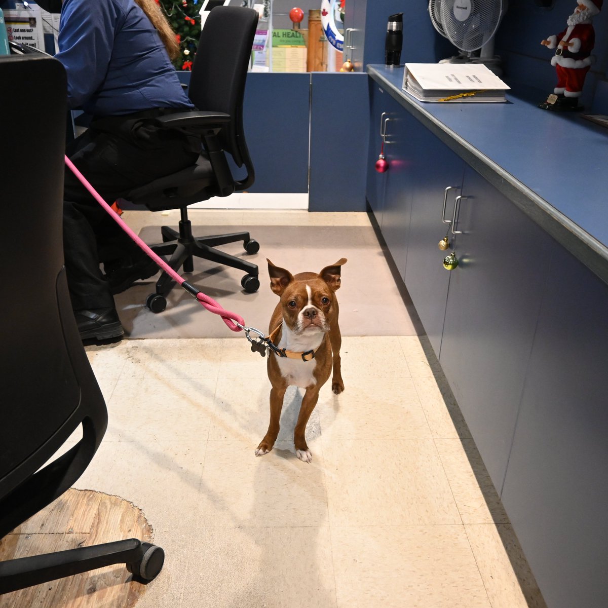 CFBBFCEsquimalt's tweet photo. Des chiens grands et petits sont partout à la BFC
Esquimalt aujourd’hui pour la journée « Apportez votre
chien au travail » de la CCMTDN #BFCEsqSoutiens
#CCMTDN https://t.co/Las5NsVsTQ