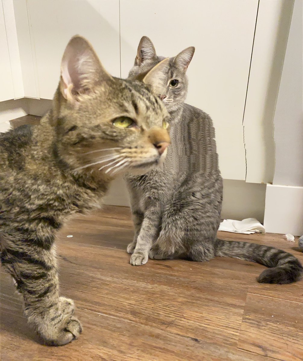 While everyone else is enjoying AI art, I’m just enjoying what happens when I misuse the ‘panorama’ function on my iPhone.