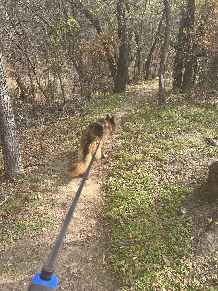 coveredmranch's tweet photo. This is the first time I’ve taken Satan I mean Sadie the free range ranch dog to town to do my rest day walk at the city park=cross fit workout. Lol So many “squirrel”moments &amp; so many smells to chase lol #fitover60 #beefteam https://t.co/zNN1X5rYZP