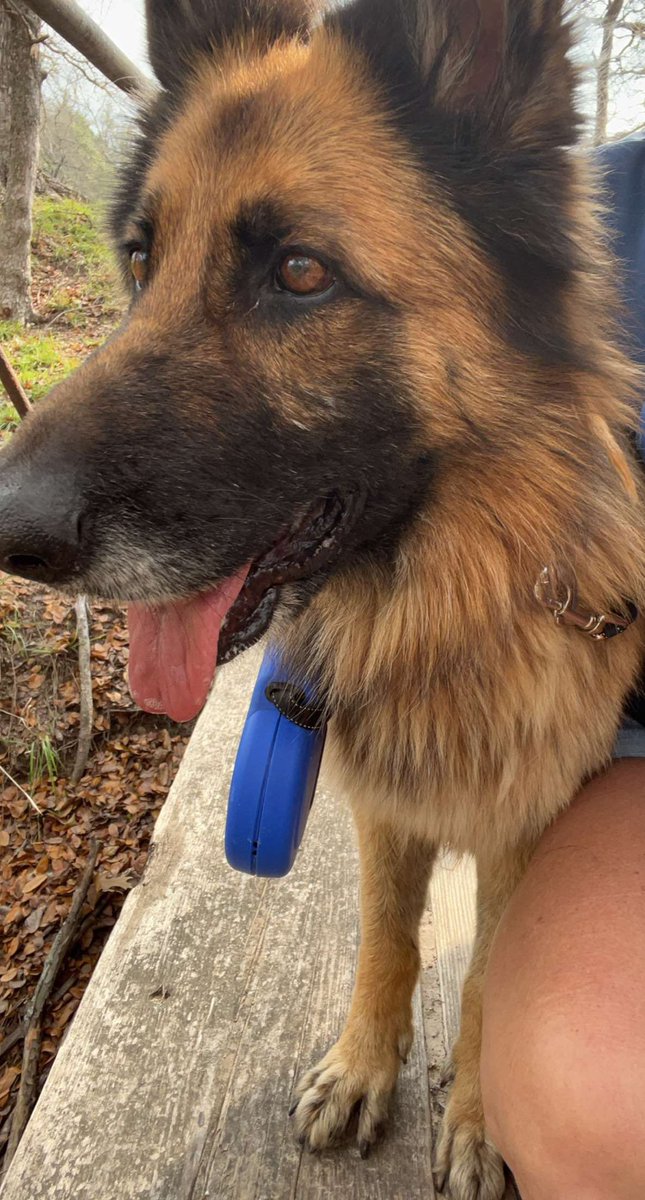 coveredmranch's tweet photo. This is the first time I’ve taken Satan I mean Sadie the free range ranch dog to town to do my rest day walk at the city park=cross fit workout. Lol So many “squirrel”moments &amp; so many smells to chase lol #fitover60 #beefteam https://t.co/zNN1X5rYZP