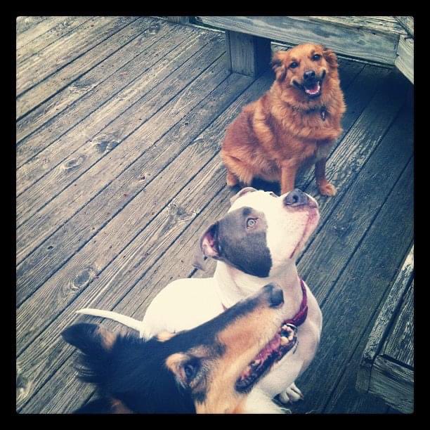 andrewdsmith's tweet photo. @MarthaKelly3 Whoa this dog looks just like my old dog Zoe (the top one in case it’s not clear). Any idea what yours is a mix of? We were never sure with ours since we got her as a rescue when she was already around 1 https://t.co/uRcuKq5C8u