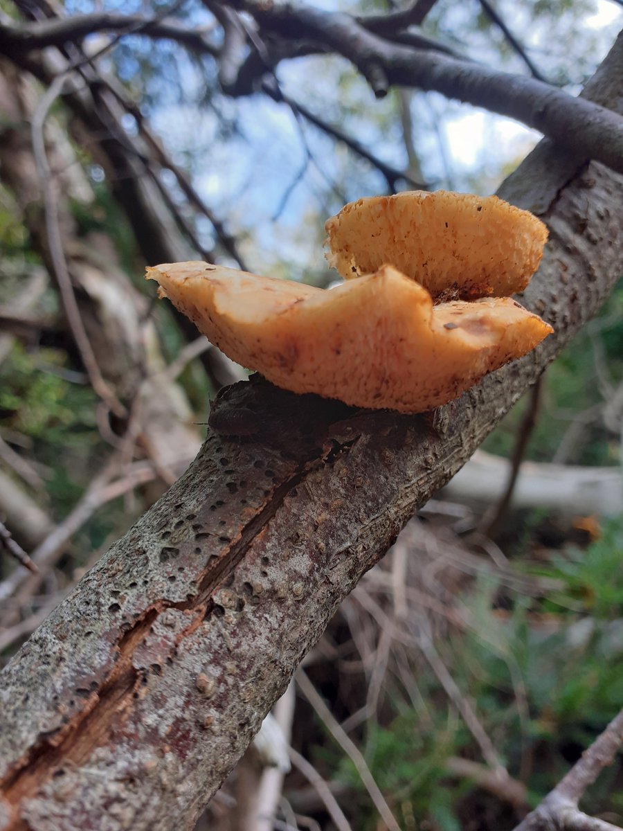 mattrogers70's tweet image. When around Blaise Woods I always visit a huge fallen Beech which is smothered in Hairy Curtain Crust and several kinds of jelly fungi. Last time I was there I spotted these bracket fungi growing on skyward-pointing branch above head height. Can anyone ID them? #fungi