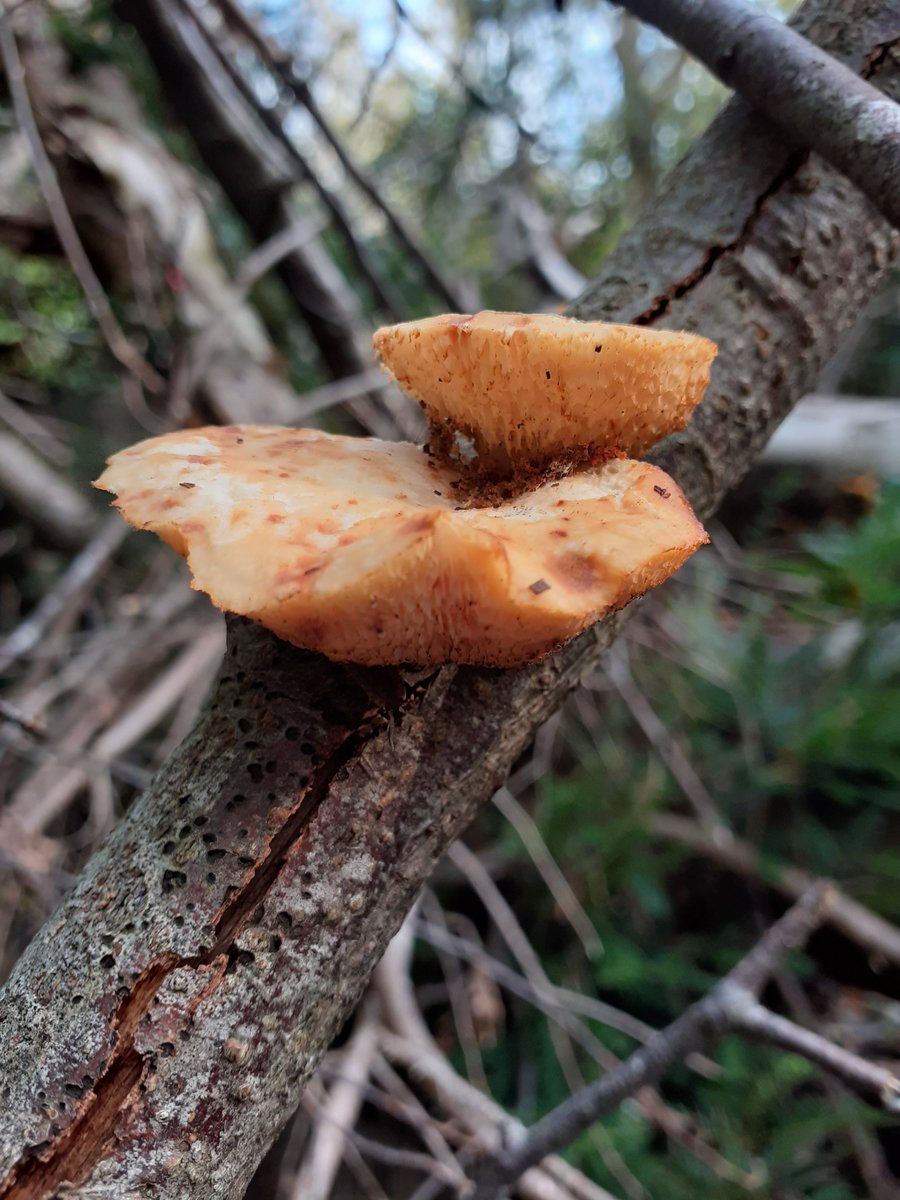 mattrogers70's tweet image. When around Blaise Woods I always visit a huge fallen Beech which is smothered in Hairy Curtain Crust and several kinds of jelly fungi. Last time I was there I spotted these bracket fungi growing on skyward-pointing branch above head height. Can anyone ID them? #fungi