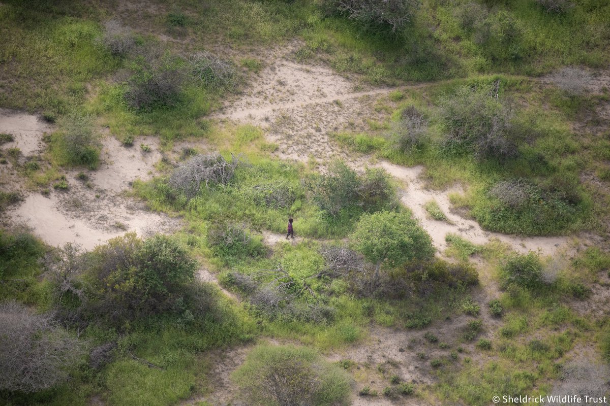 SheldrickTrust's tweet photo. A missing boy is found: "Off my left wing, I saw a small figure. I could not believe my eyes, but there he was: a tiny boy surrounded by endless wilderness. I was in shock that he was still alive after 6 days." Read this incredible search &amp; rescue story at https://t.co/CRG4eAC9f3 https://t.co/fbRXCwPs0X