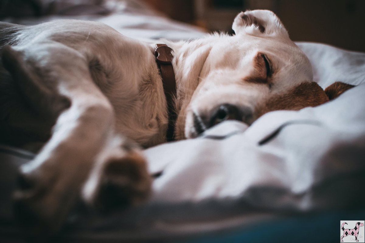 Foster homes give animals the opportunity to work through behavioral issues and experience the life they’ve always wanted before they find their forever homes.

If you're interesting in fostering one of our sweet pups, please click the link below! 

dogsbydebin.com/foster/