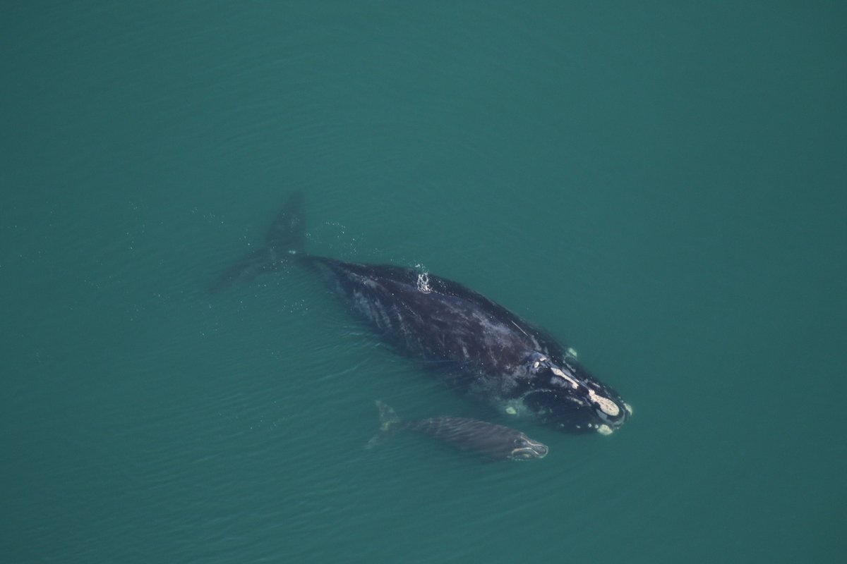 NEAQ's tweet photo. The first #NorthAtlanticRightWhale mom/ calf pair of the season has been spotted! 💙

Right whale mom "Medusa" (#1208) was seen yesterday by @cmaquarium with her seventh calf!

#RightWhale calves this season: https://t.co/Qarf0pP0IY

📷: Under NOAA permit #20556-01 https://t.co/zJ2eTcMq2d