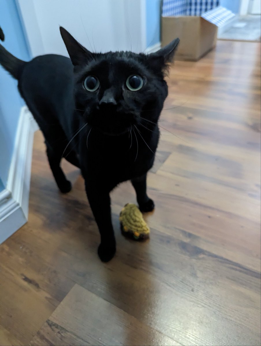 Jeff_T_Cat's tweet photo. I got a catnip taco as an early Christmas present! I was confused about it, lol. 🌮 #CatsOnTwitter #CatsofTwittter #BlackCat #cute #CuteCats #cuteanimals #Meow #kitty #Cat #cats #taco https://t.co/vLingDXFpx