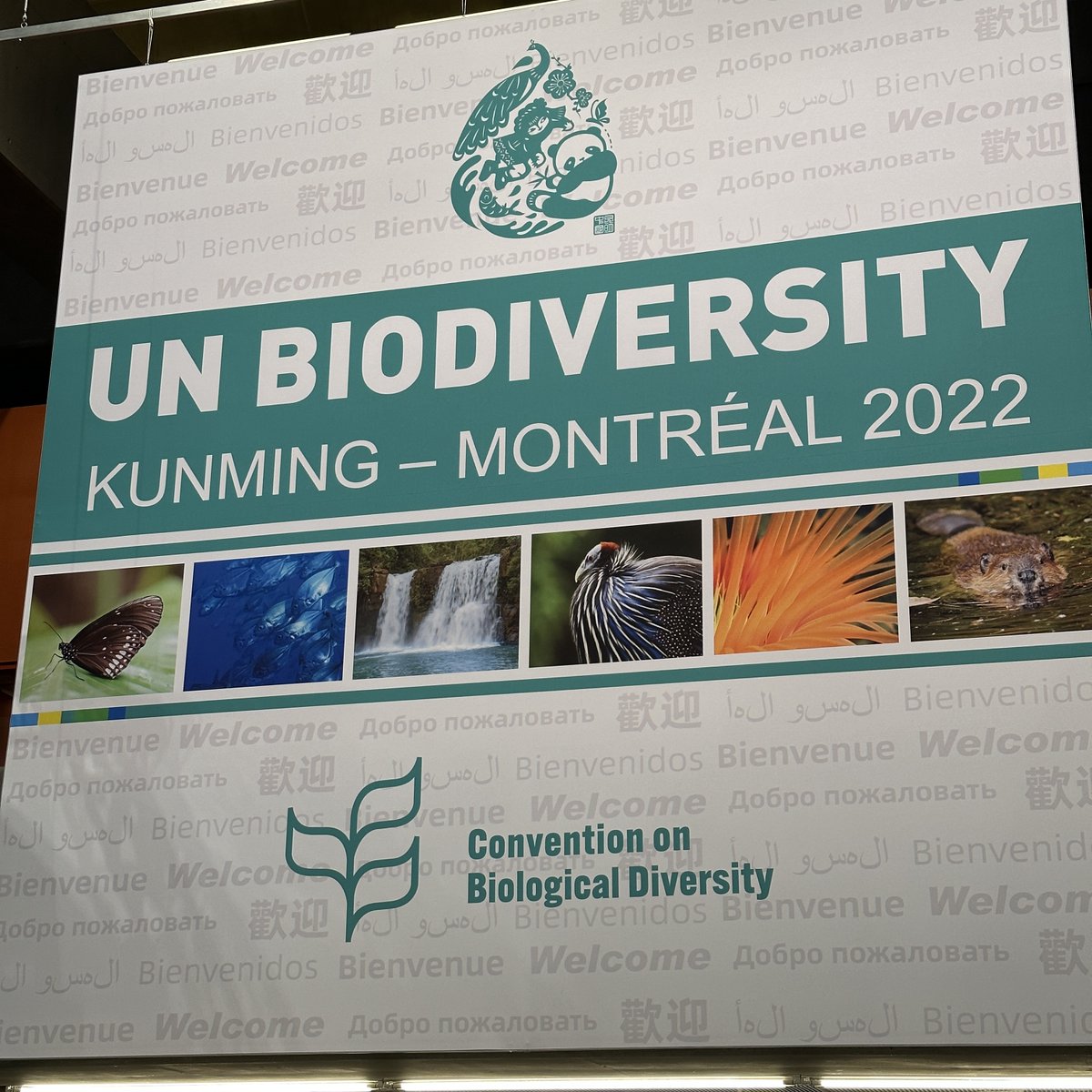 GEOBON_org's tweet photo. 🚨 NEW 🚨 @ScienceMagazine editorial written by @GEOBON_org co-chairs @bio_diverse and @mariaclondo: a call for a global #biodiversity observing system just in time for @CBD_COP15 negotiations.
Read it here: https://t.co/7ol703B73G
#GBiOS #Science #COP15 https://t.co/9KQavPFCWn