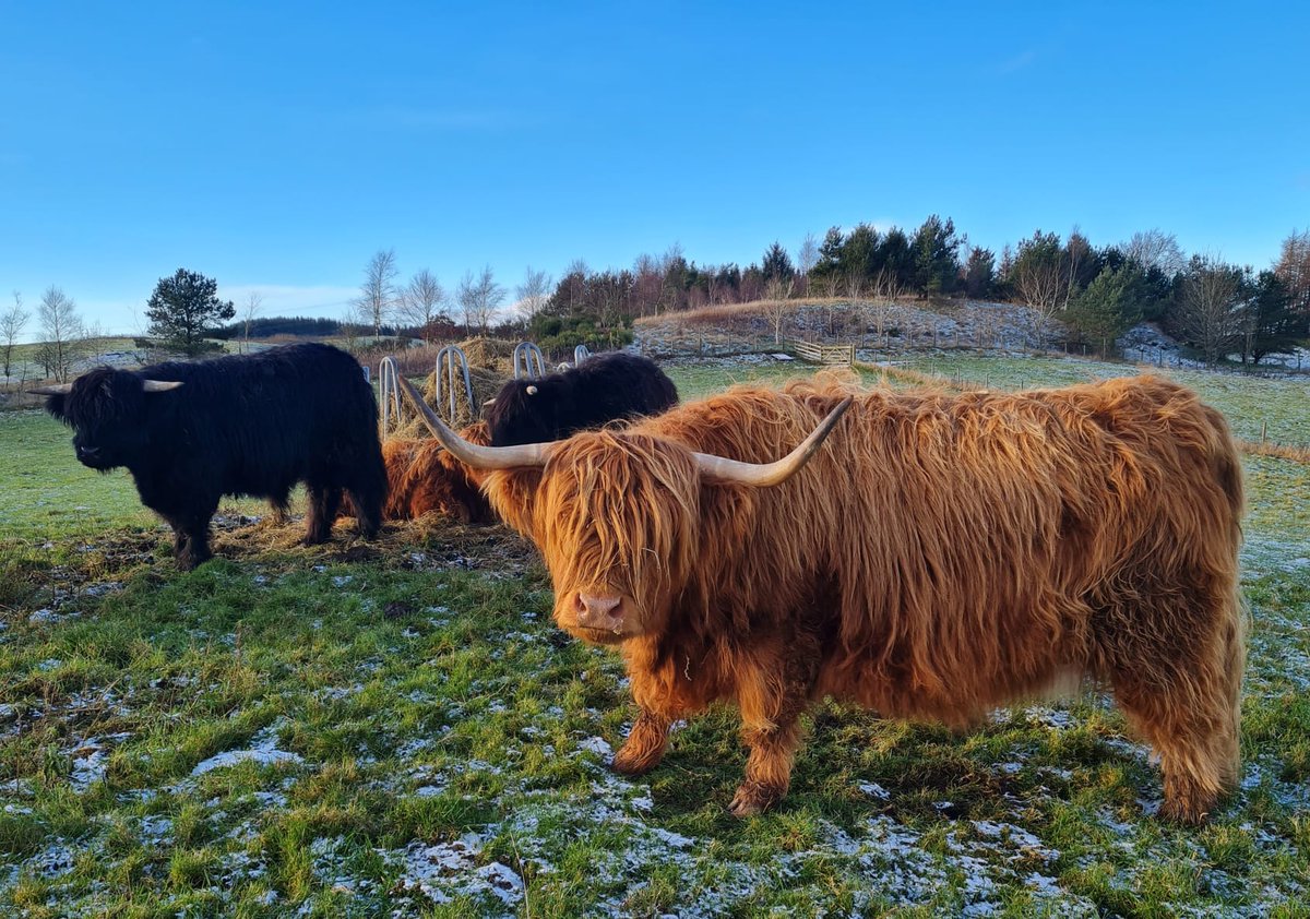 PetsSit's tweet photo. Our 50th housesit with these guys🥰😍🏴󠁧󠁢󠁳󠁣󠁴󠁿! We are celebrating 🍾 🥂 , when we started #housesitting we didn't know just how fantastic it would be, and how addictive it would become! Thanks @Housesitting and all the wonderful HOs we've met, roll on the next 50!! #teamtrusted https://t.co/nqVStBO33p