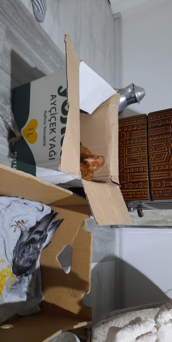 Sizce ben ve asistanım hemşire <a href="/ecegurselll/">Ece gürsel</a> beraberce, göğsünü tilki yemiş bir tavuğu ve beli kırık bir güvercini salonun ortasına koyup tedavi vermiş miyizdir?
(not: güvercin doğal seçilime kurban gitti, balkonda kendisini kedi kaptı).