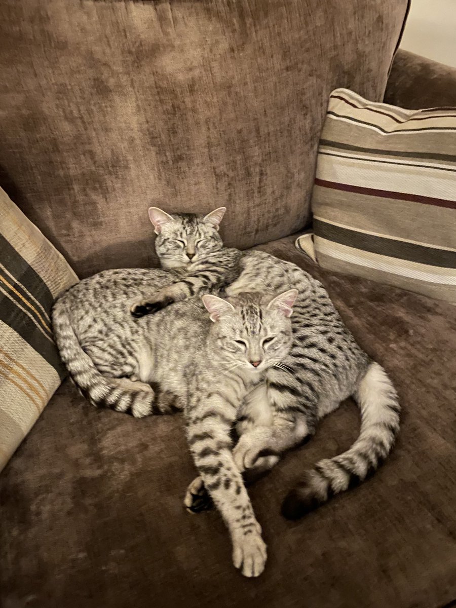 Chillin after a hard day 🙄 #egyptianmaus