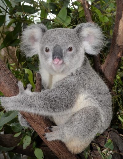 For several years I've been a koala dad, supporting the Adopt a Koala program at <a href="/savethekoala/">Save the Koala (AKF)</a>. If you are looking for a conservation-oriented holiday gift, consider adopting a Koala for your loved ones. savethekoala.com/adopt-a-koala/