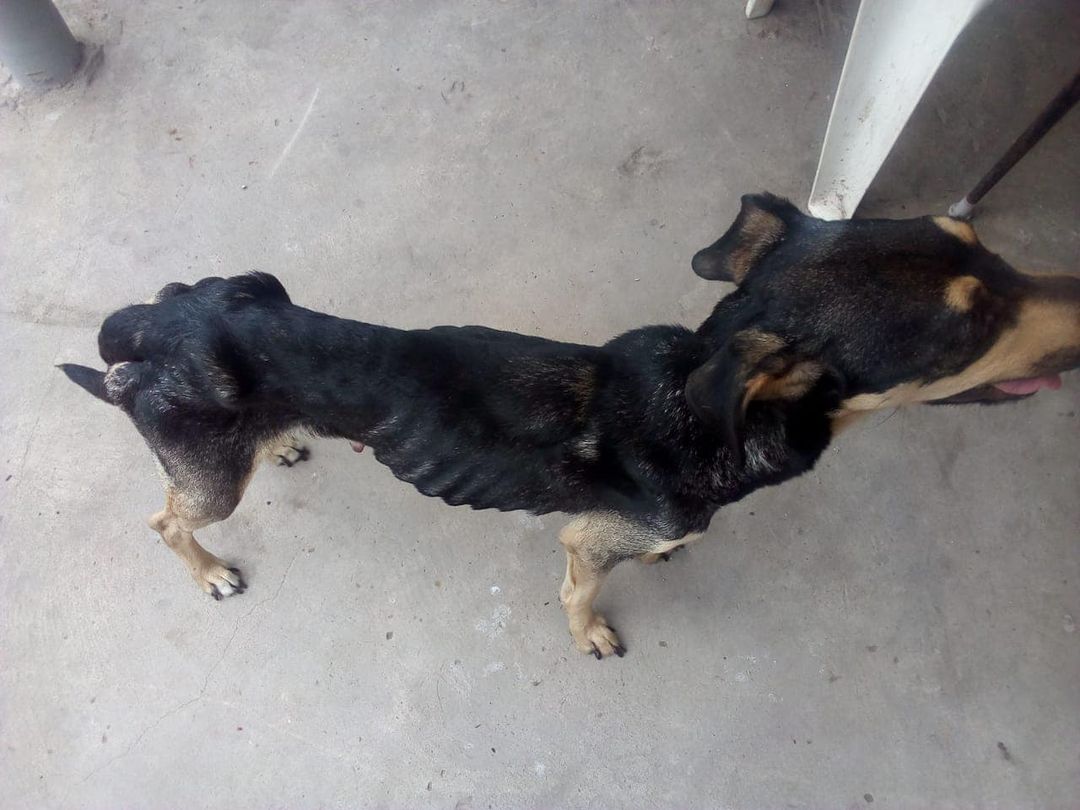 ComoNoAdorarlos's tweet photo. URGENTE QUIEN ME RECIBE EN SU HOGAR😢🙏🙏🙏🙏🙏📲+54 9 11 3561-6932/ 1550100320 MERLO https://t.co/N3JamBJtlT
HAY OTROS 3 CACHORRIS IGUAL DE DESNUTRIDOS... NECESITAMOS AYUDA🥹🥹🥹 https://t.co/2atkSRq2oS