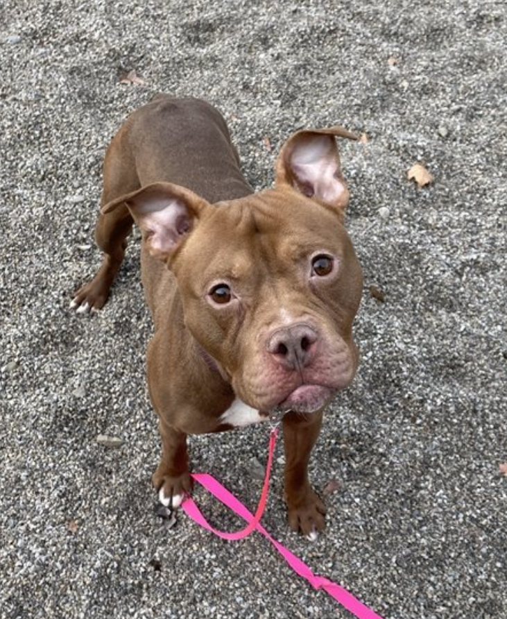 mapleveewesem's tweet photo. πππ The Franklin County Shelter in #ColumbusOH will re-evaluate FLASH for some medical issues tomorrow, 12-9. Does he have a place to go? #Ohio #doglovers, please check in to fostering this active boy 4 rescue π Info β¬
#AdoptDontShop https://t.co/QKlOTIhbaW