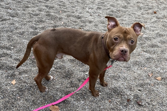 mapleveewesem's tweet photo. πππ The Franklin County Shelter in #ColumbusOH will re-evaluate FLASH for some medical issues tomorrow, 12-9. Does he have a place to go? #Ohio #doglovers, please check in to fostering this active boy 4 rescue π Info β¬
#AdoptDontShop https://t.co/QKlOTIhbaW