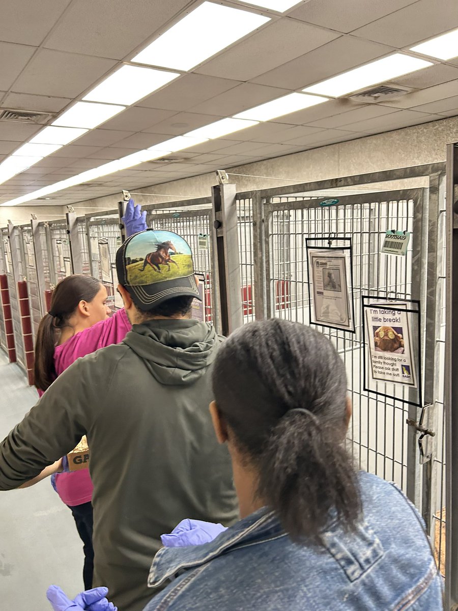 MrsPhaeB's tweet image. 🐾The talks that we have while 🦋Mosaic students work at 🐶Barc Animal Shelter are always deep, eye opening, conversations that reveal important life lessons✨#multitasking #jobskills #deepdiscussion @HumbleISD @HumbleISD_CAM