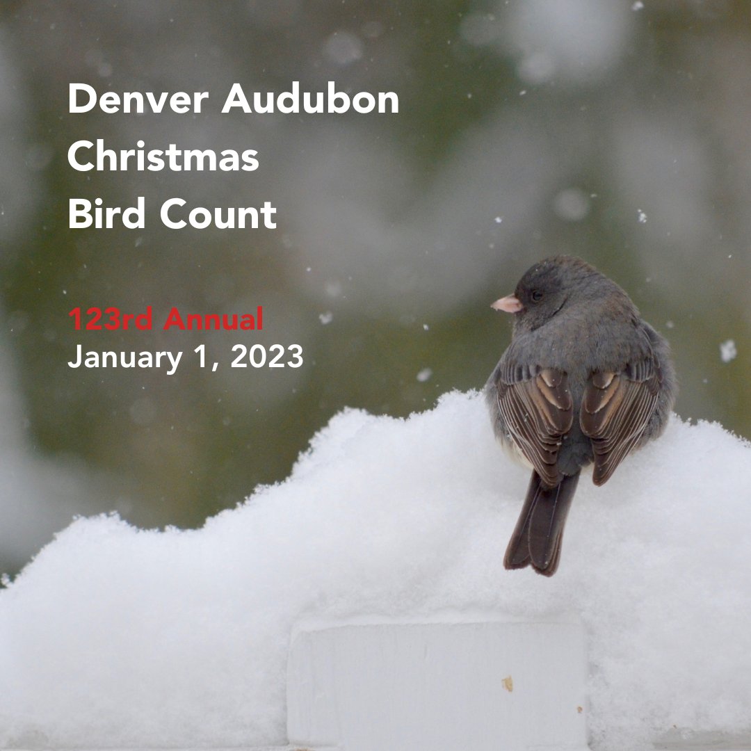 Denver Audubon tweet media