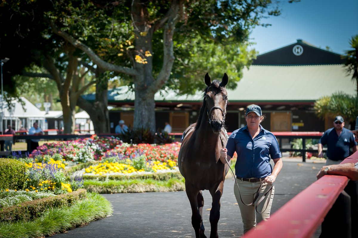 PencarrowStud's tweet photo. The countdown to #Karaka2023 is on! ⏰
As buyers across Australasia and beyond have come to expect each year, #Pencarrow is set to offer another high-quality selection of yearlings at Karaka 2023. Check out the latest offering of bluebloods. 👇
📰: https://t.co/Ju5gpPIFOv https://t.co/s3LTx7JEN5