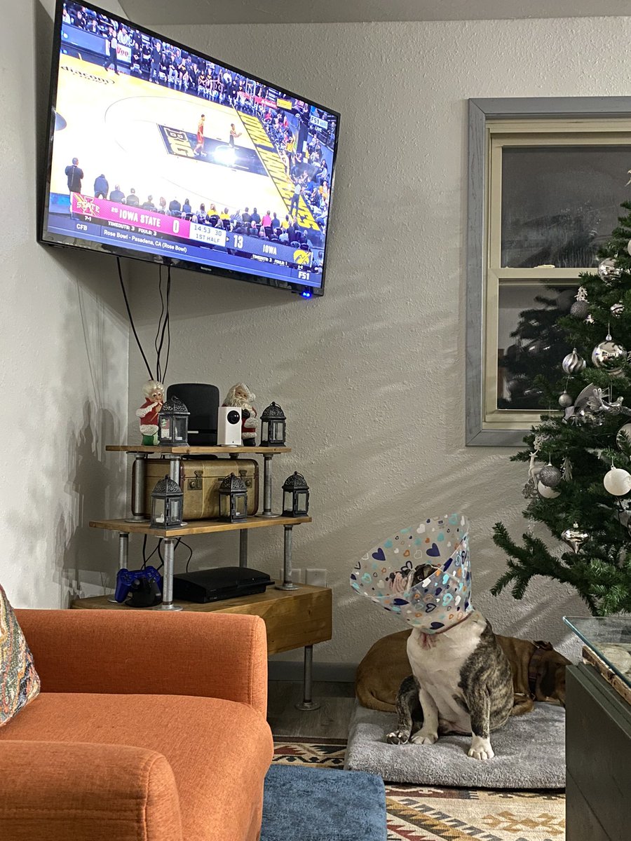 mak4cy's tweet photo. Louie is intently watching the #iowa V #iowastate basketball game. #Cyclone #CyclONEnation #goclones @CycloneMBB @CycloneATH @HawkeyeElvis @ETAstor #CycloneState #cyclonebasketball https://t.co/6MXq4Gu8A2