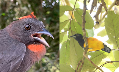 In a new study -- the first of its kind -- an all Colombian team co-led by UC Santa Cruz professor Natalia Ocampo-Peñuela used satellite mapping data to analyze how Colombia faces rising threats to bird species from an ever expanding human footprint. bit.ly/3W28yXv