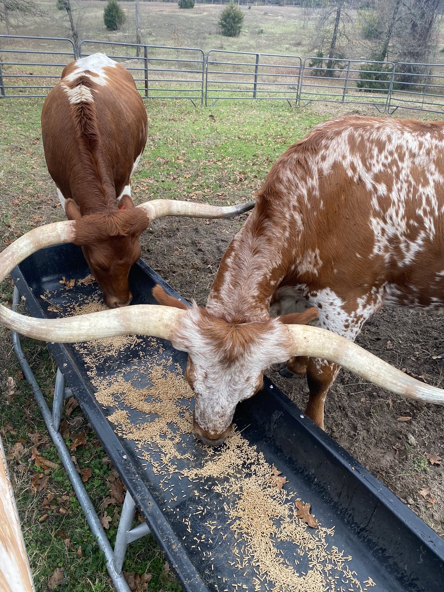 ljennings@coppellisd.com tweet media